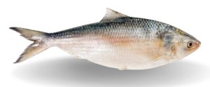 HILSHA 1200-1500GR UP 20KG (ALOSA ORIANTALE)
