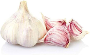 AGLIO (GARLIC) CIRCA