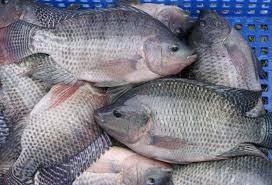 TILAPIA 500-800GR 3KG CARTONE