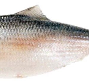 HILSHA 500-800 10KG (ALOSA ORIANTALE)