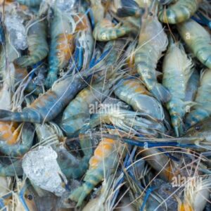 HORINA 100-150 INDIA 500GR FISH (PESCE GAMBER)